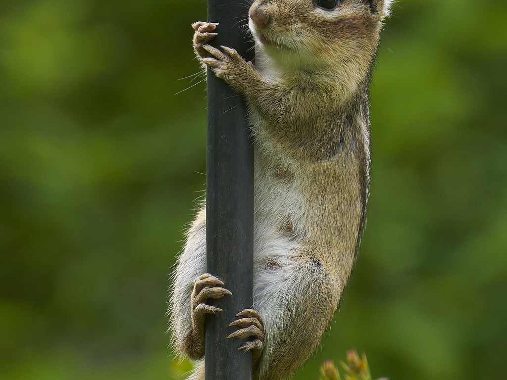 Close-up photo of chipmunk used for garden pest identification