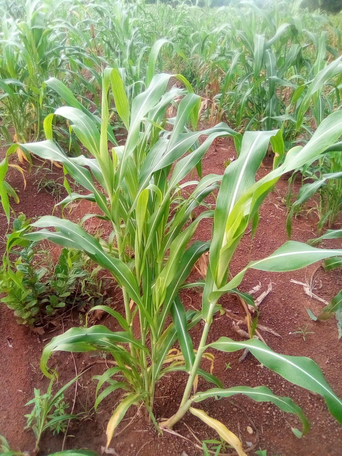 Sorghum (Grain) plant: Poaceae crop profile photo