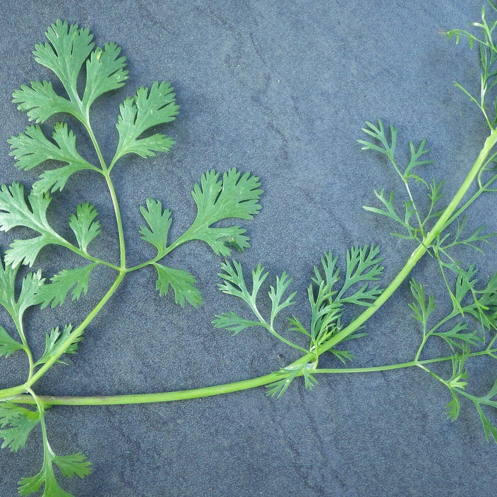 Cilantro plant: Apiaceae crop profile photo