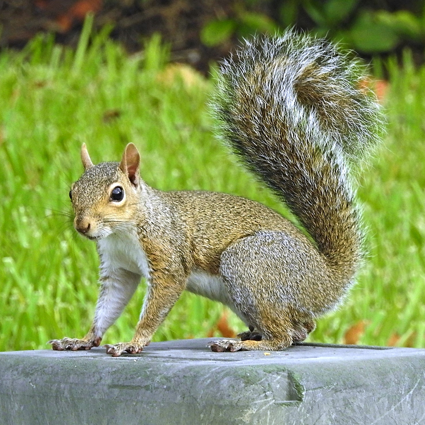 Photograph of squirrel — garden pest identification