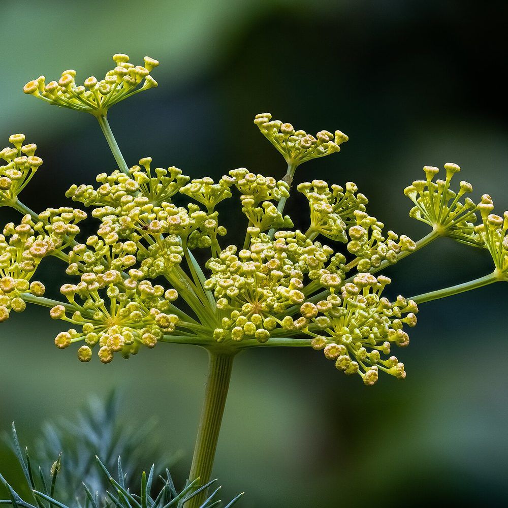 Dill plant: Apiaceae crop profile photo