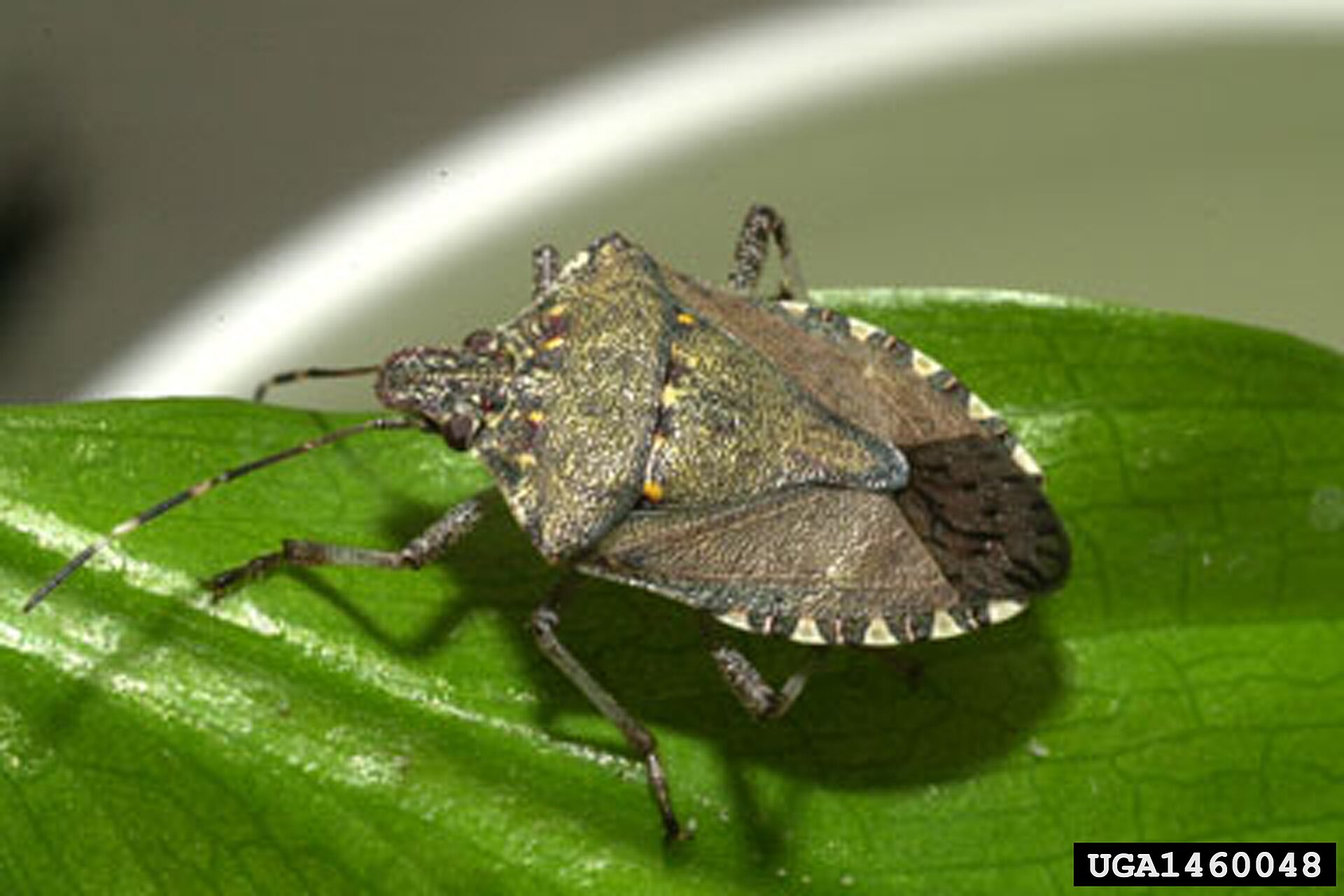 Close-up photo of brown marmorated stink bug used for garden pest identification