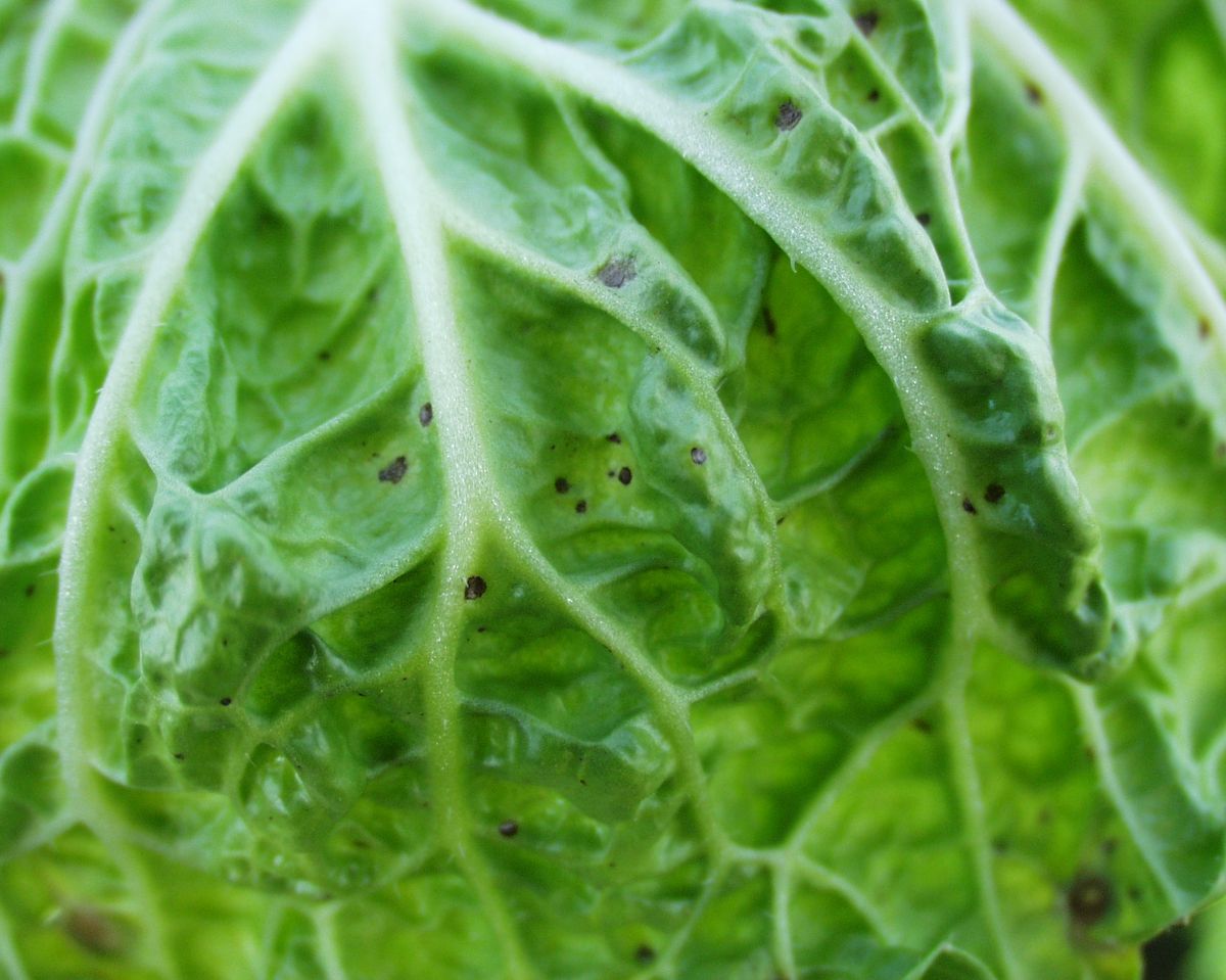Photograph of alternaria leaf spot symptoms used for plant disease identification