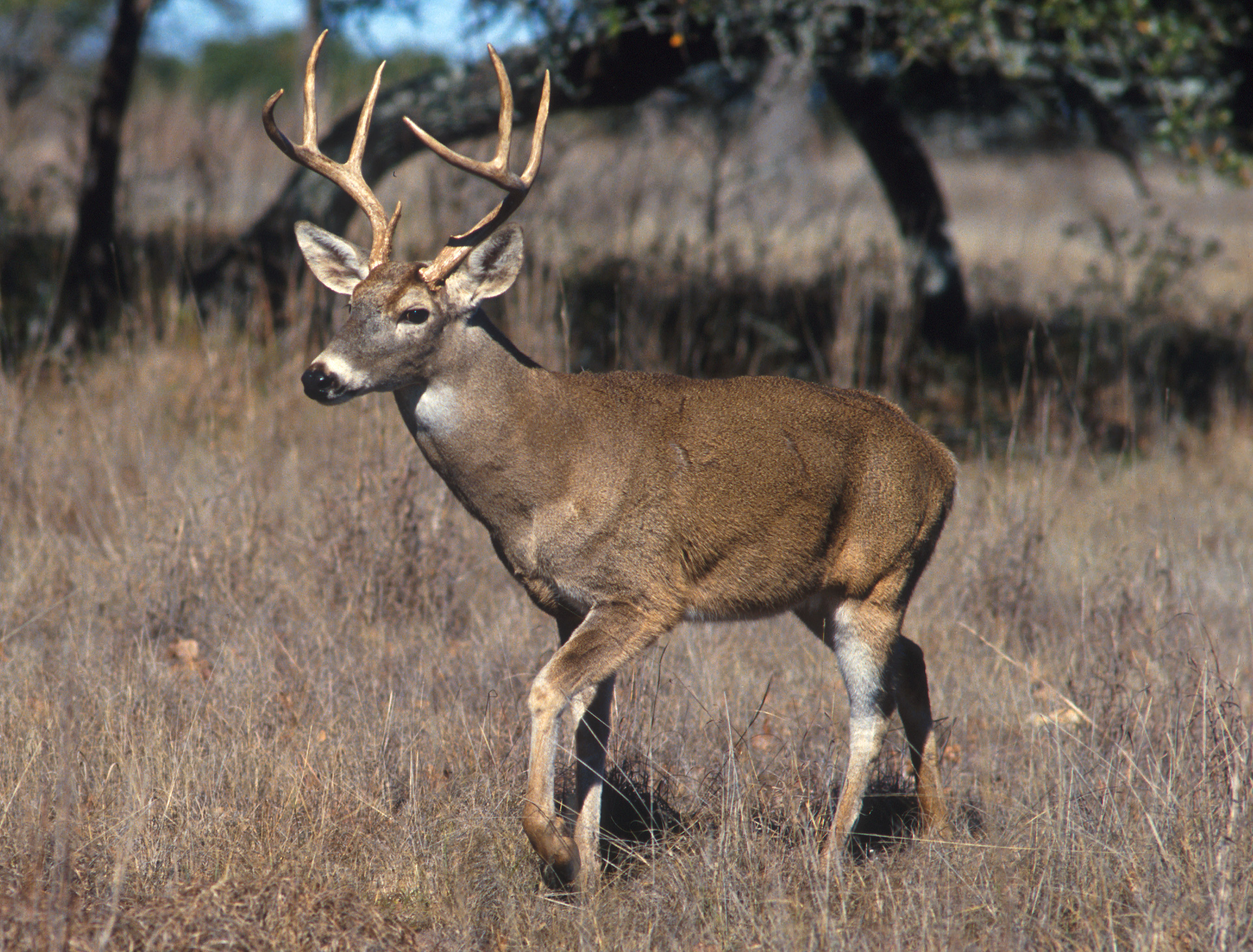 Photograph of white-tailed deer — garden pest identification
