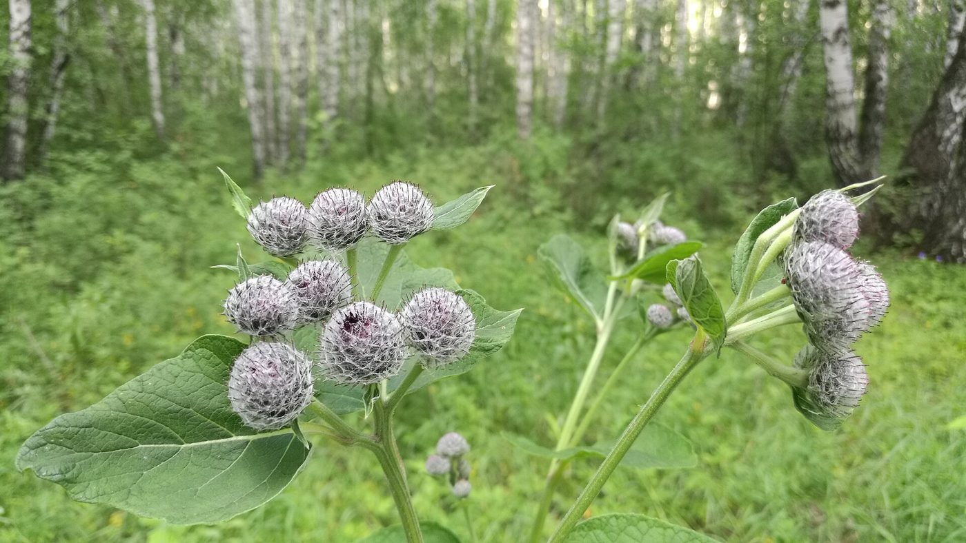 Burdock (Gobo) plant: Asteraceae crop profile photo