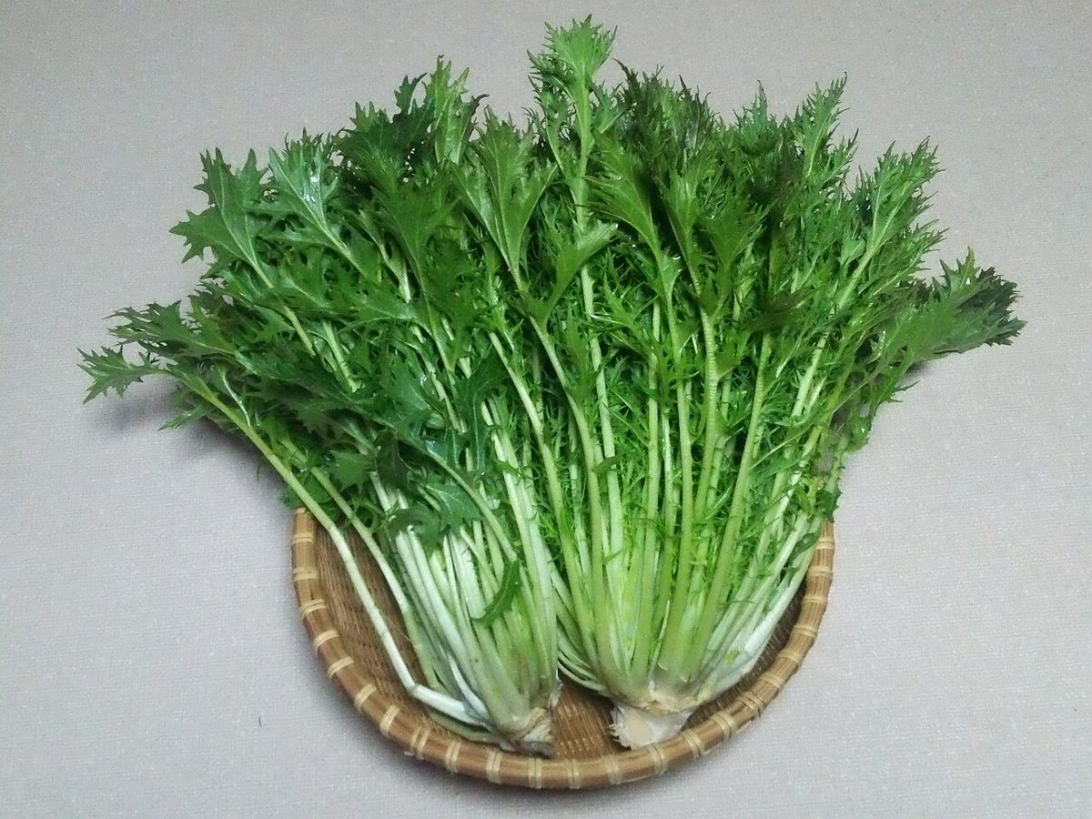 Mizuna growing. Photo for the mizuna growing guide