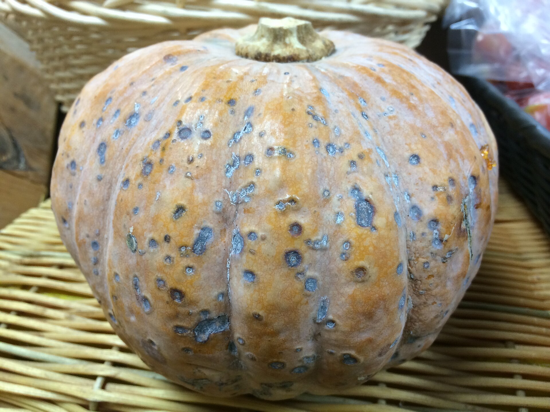 Anthracnose symptoms