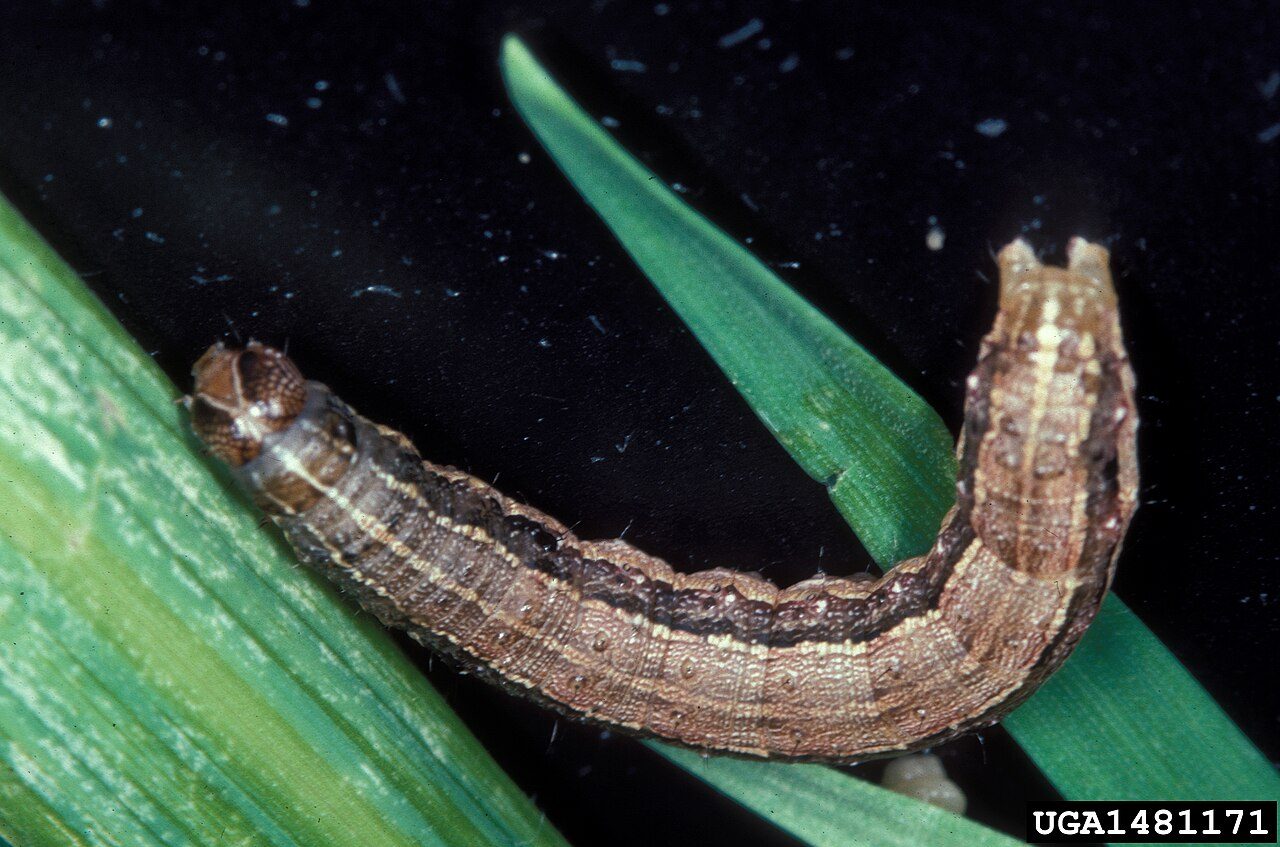 Photo showing fall armyworm or its identifying damage
