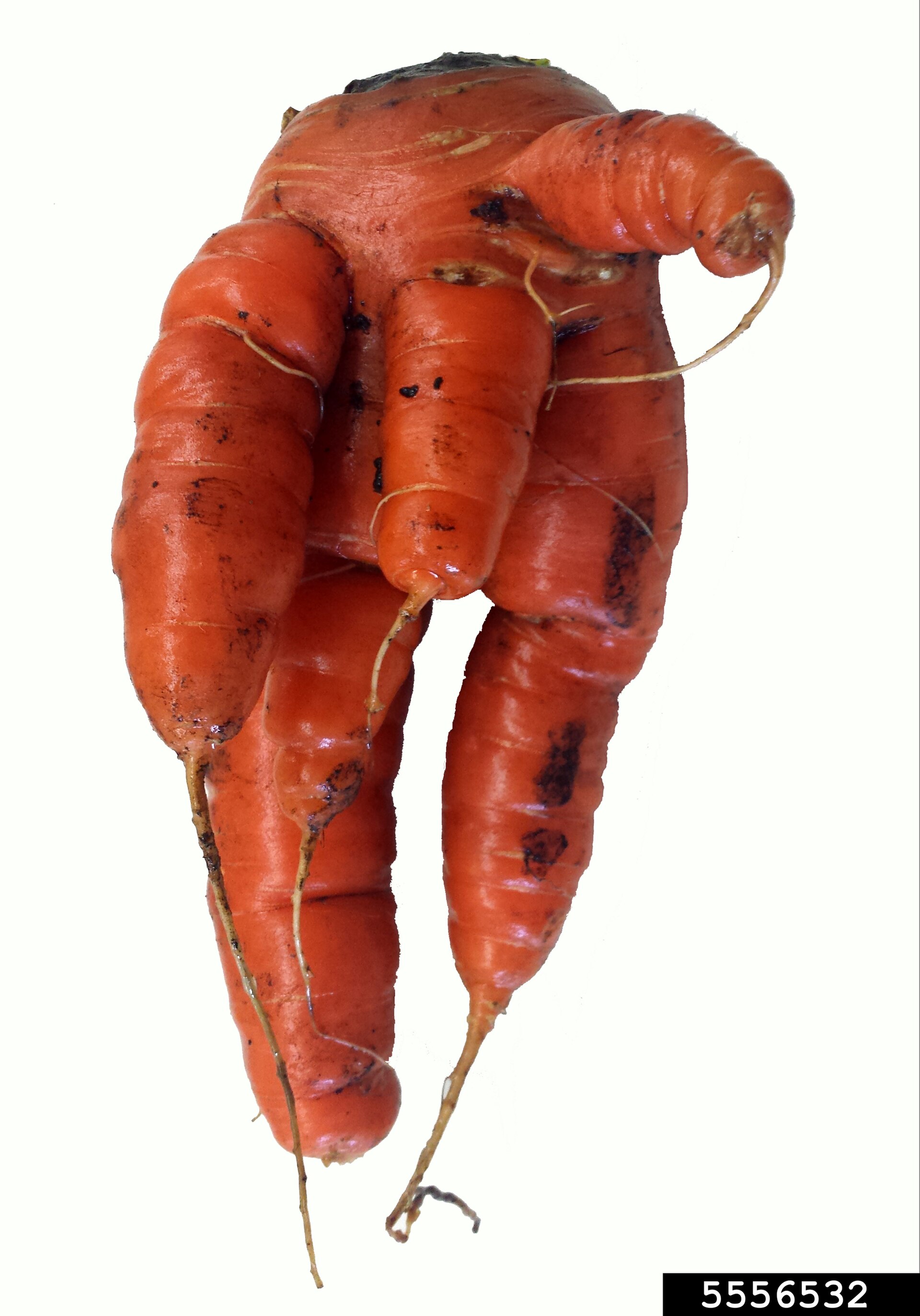 Photograph of root-knot nematode: garden pest identification