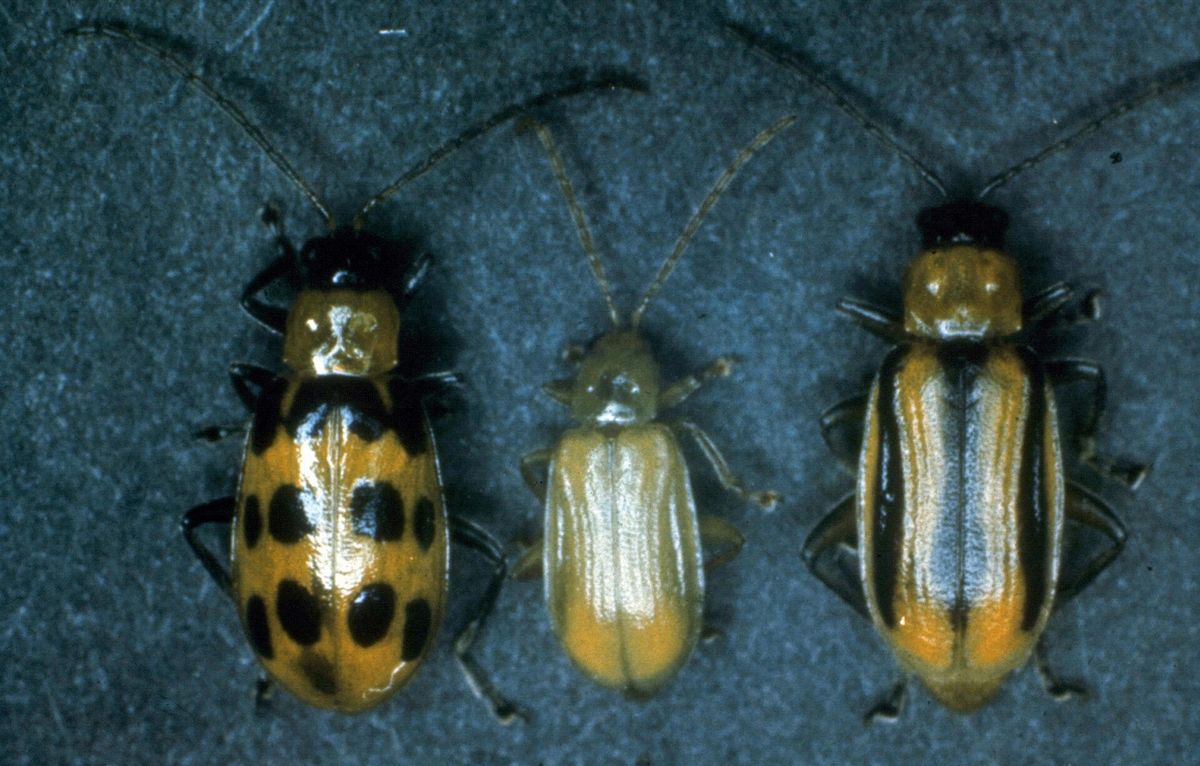 Photograph of corn rootworm: garden pest identification