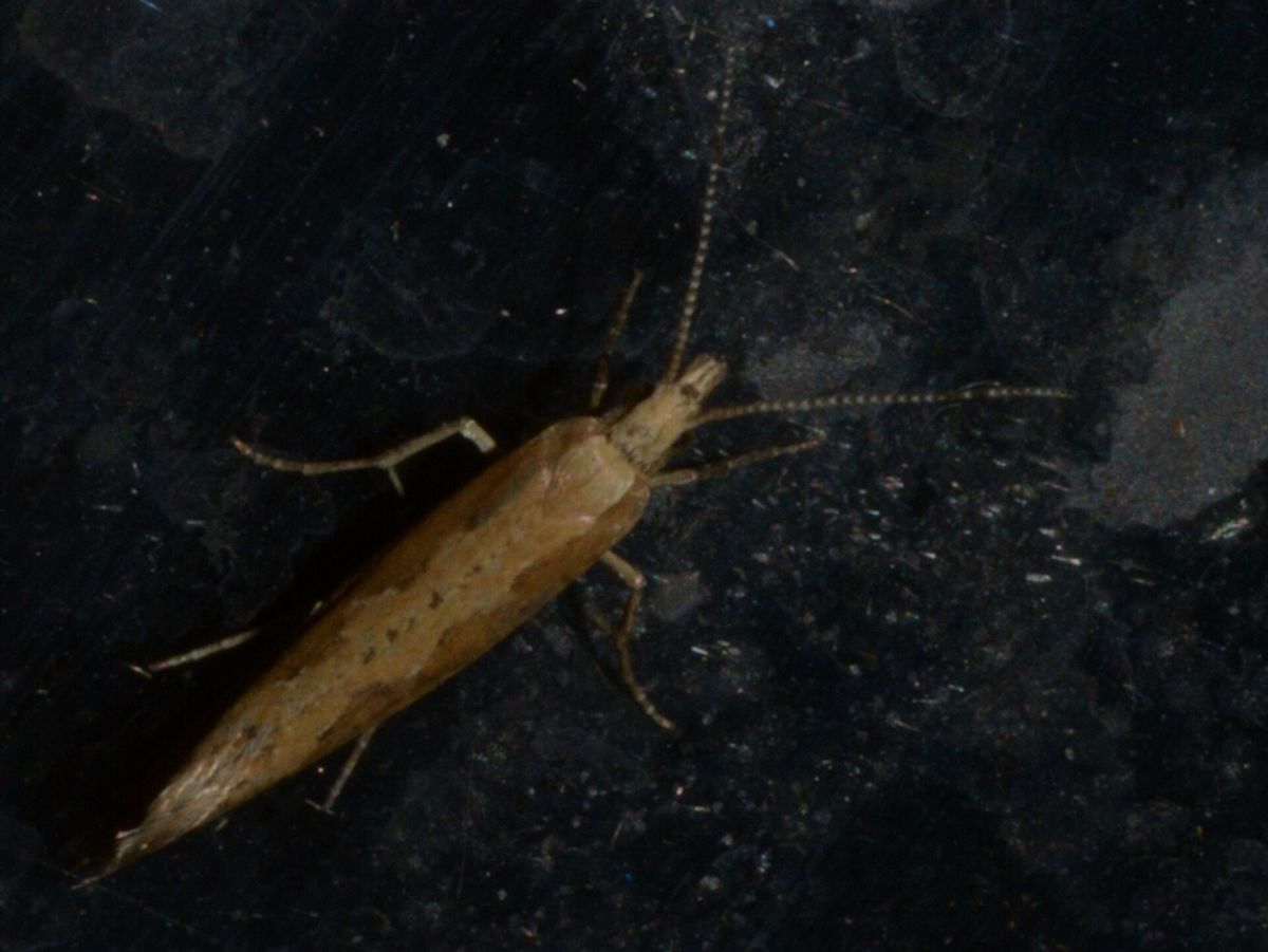 Close-up photo of diamondback moth used for garden pest identification