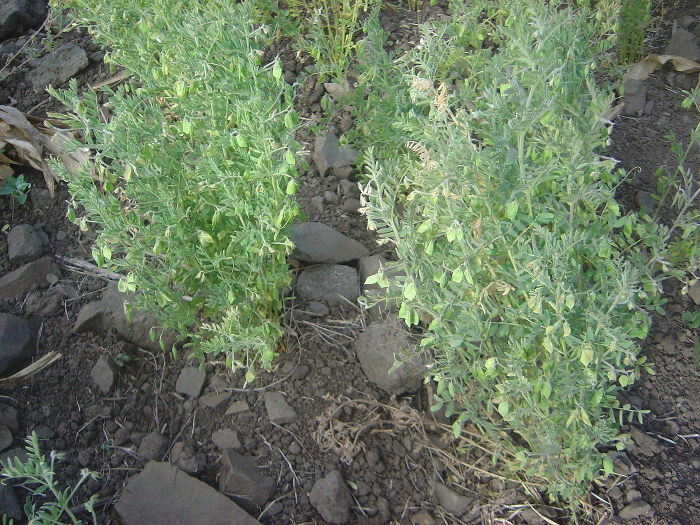 Lentil plant: Fabaceae crop profile photo