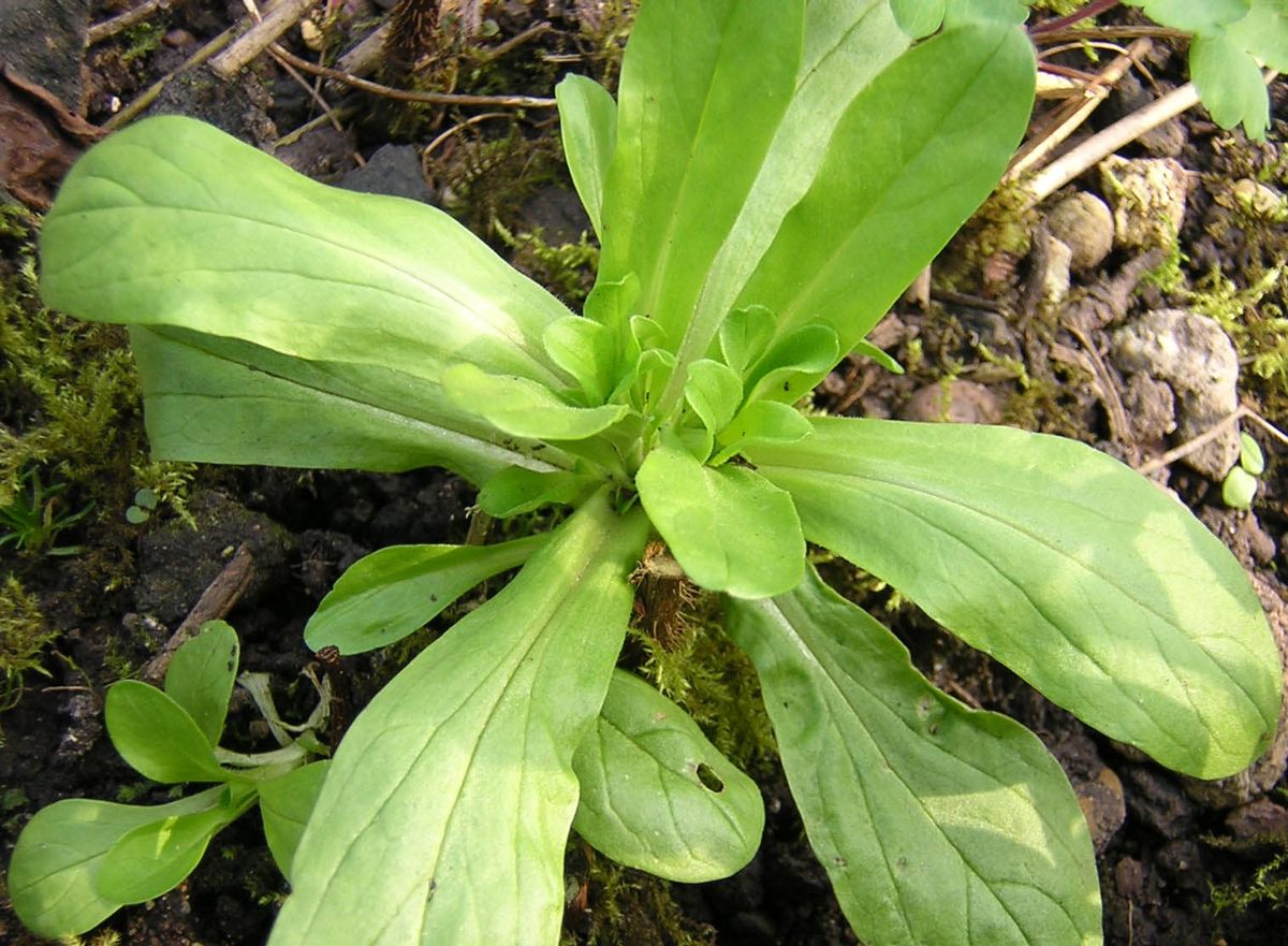 Mâche (Corn Salad) plant: Valerianaceae crop profile photo