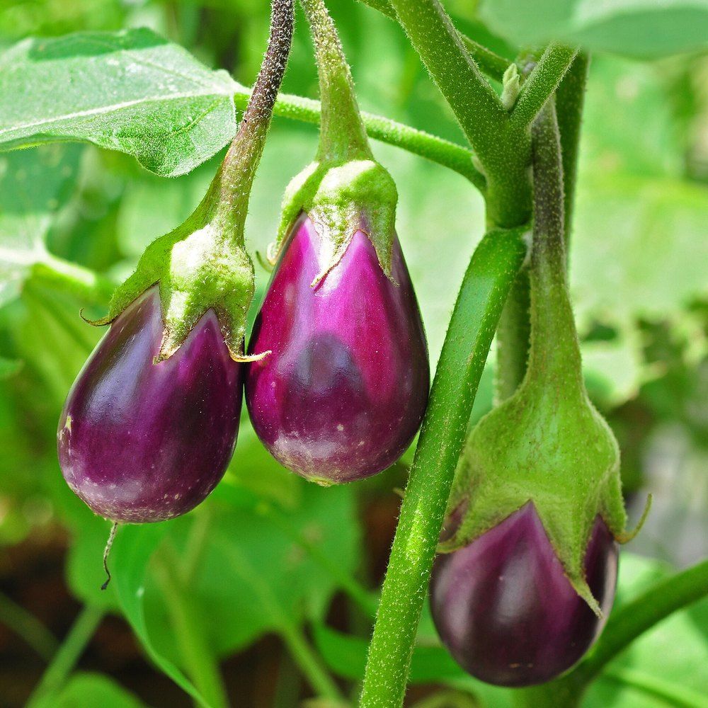 Eggplant plant: Solanaceae crop profile photo