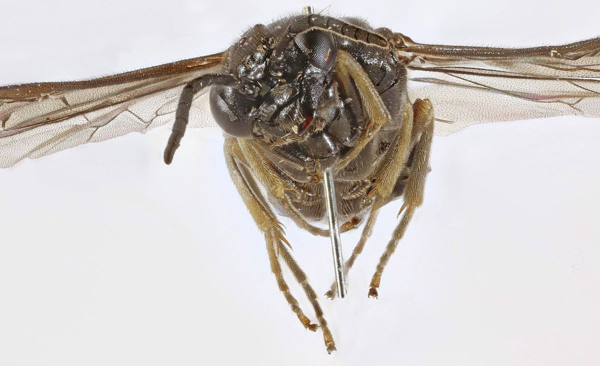 Close-up photo of sawfly (roseslug) used for garden pest identification