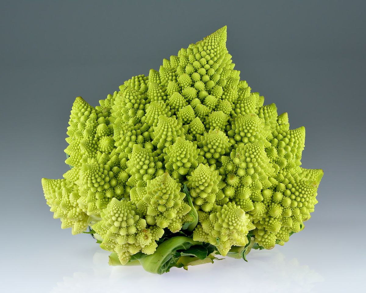 Romanesco plant: Brassicaceae crop profile photo