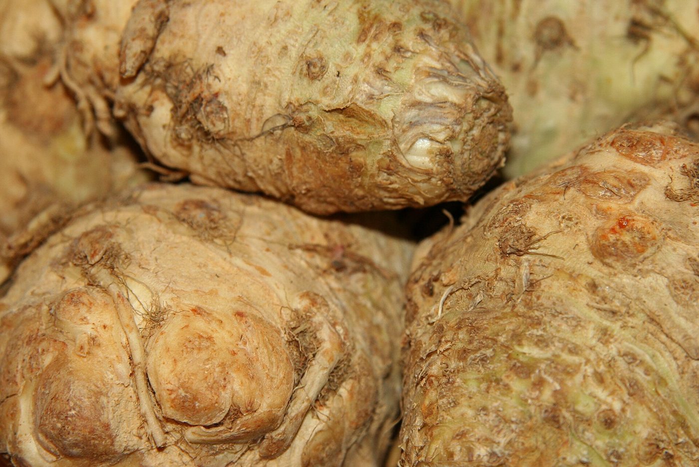 Celeriac plant: Apiaceae crop profile photo