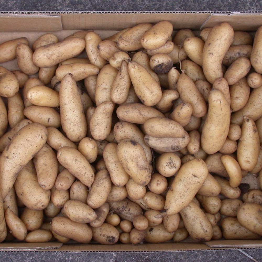 Potato plant: Solanaceae crop profile photo