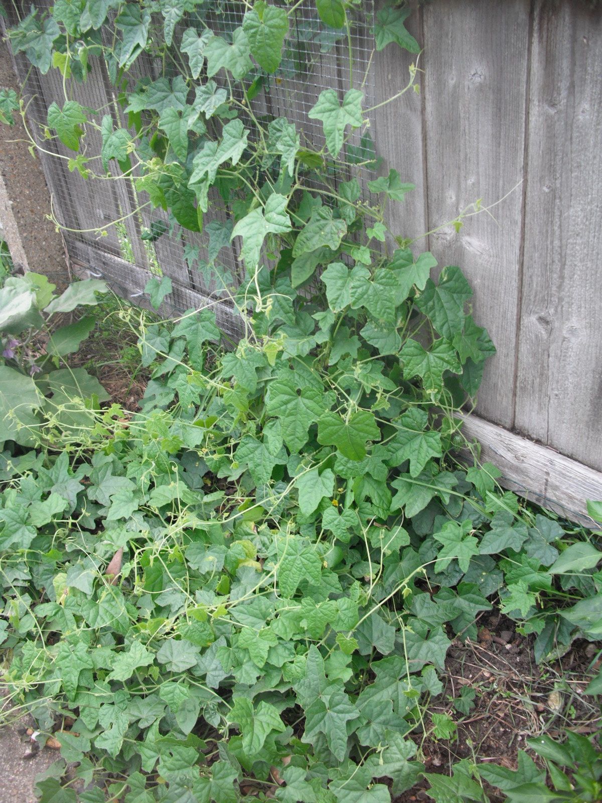 Cucamelon plant: Cucurbitaceae crop profile photo