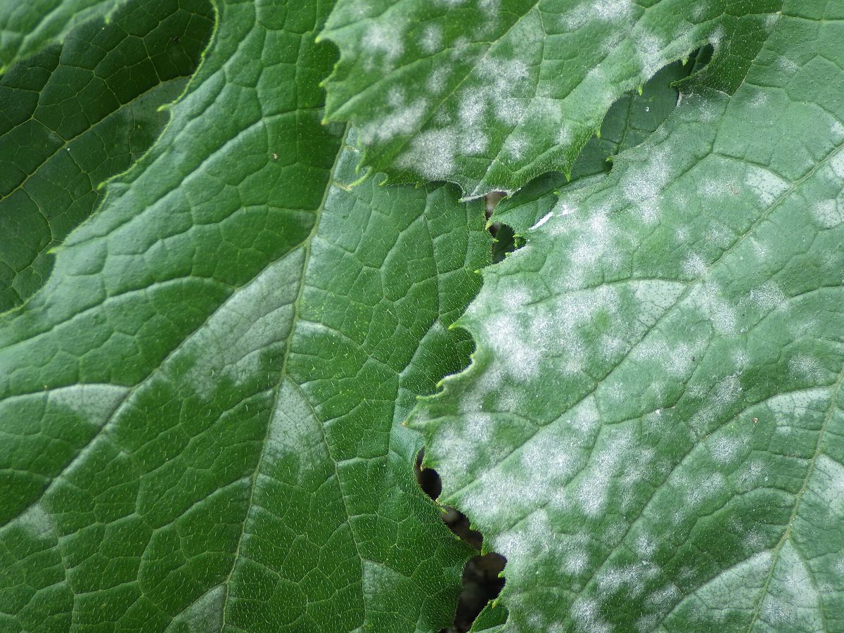 Photograph of powdery mildew symptoms used for plant disease identification