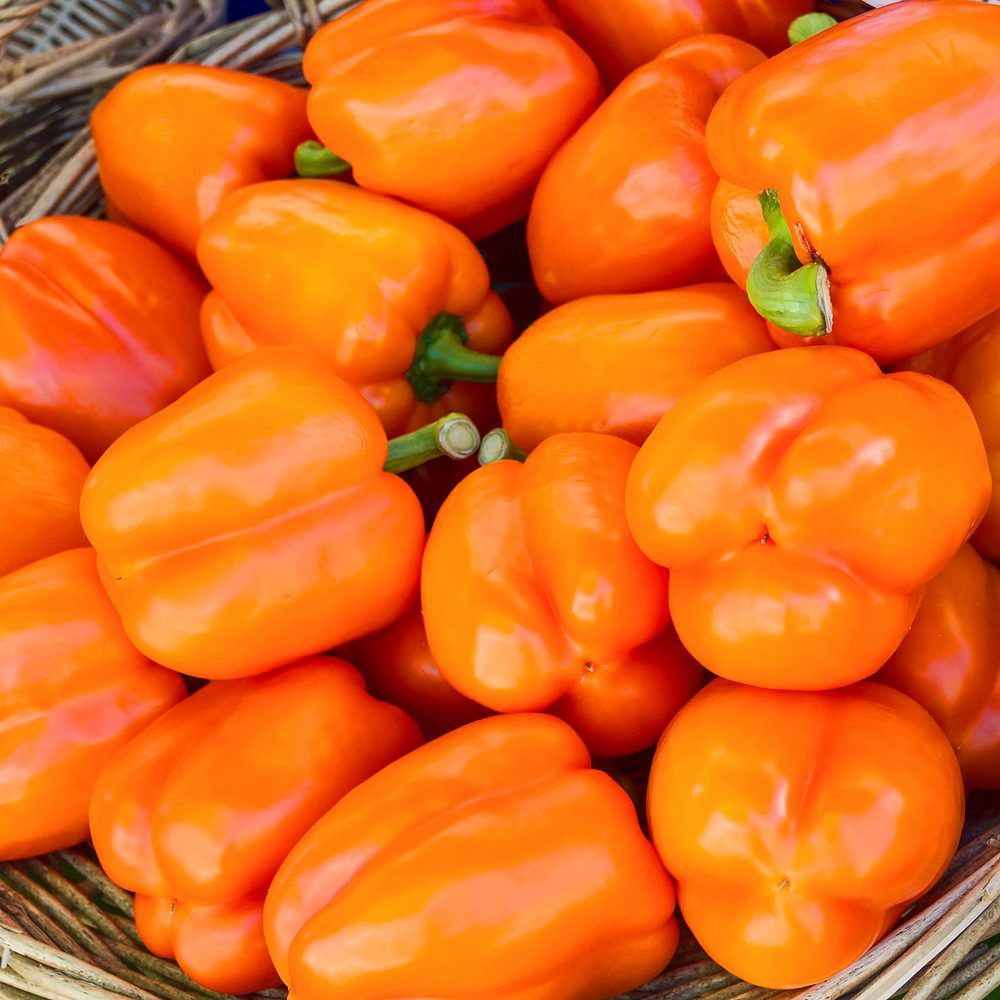 Pepper plant: Solanaceae crop profile photo