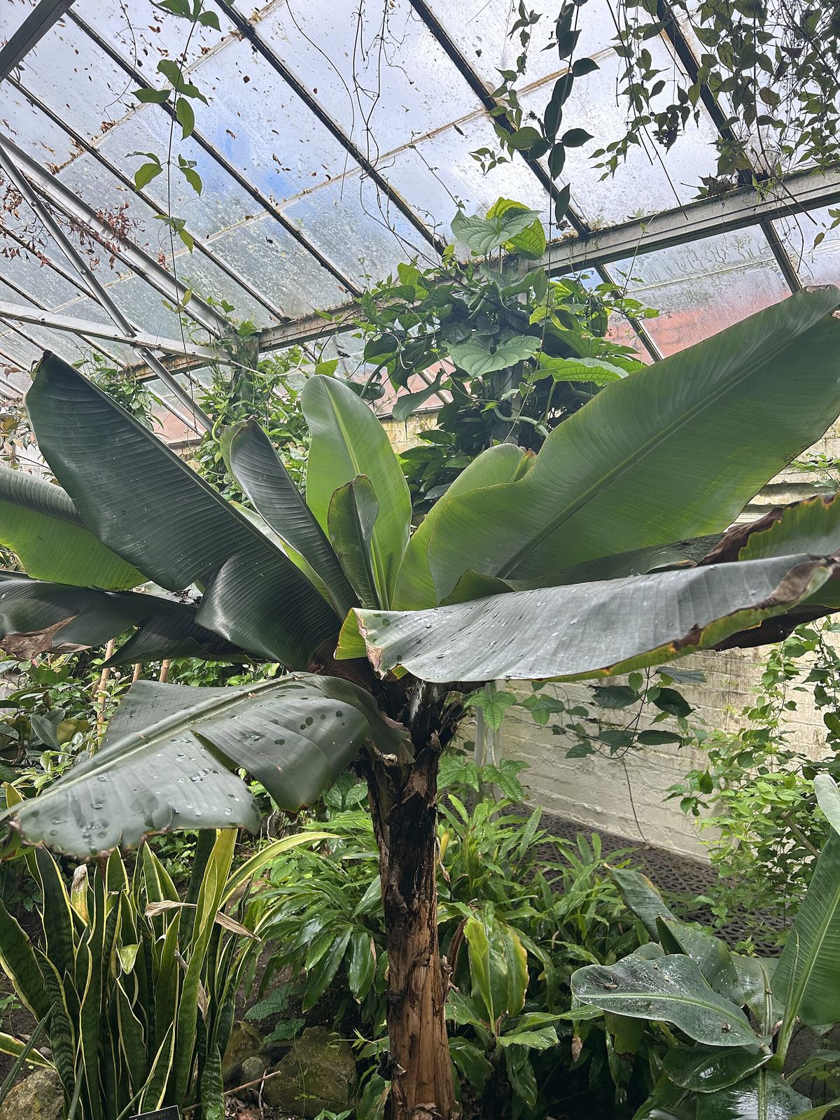 Banana growing. Photo for the banana growing guide
