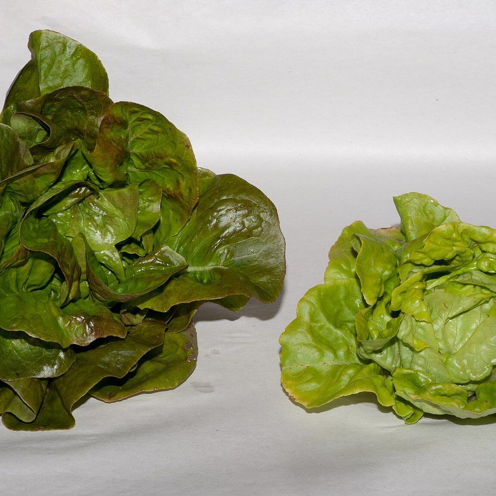 Lettuce plant: Asteraceae crop profile photo