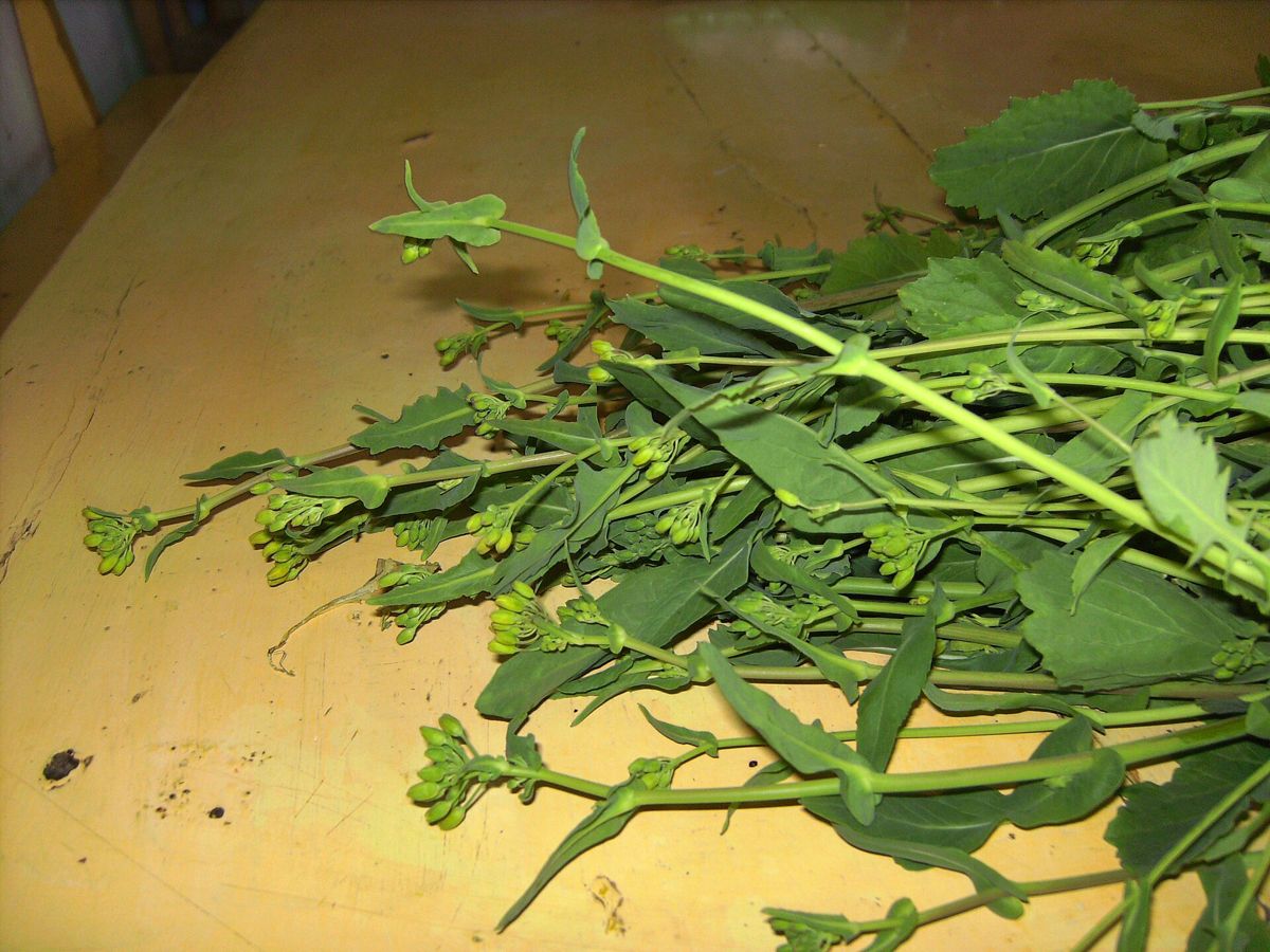 Broccoli Raab growing. Photo for the broccoli raab growing guide