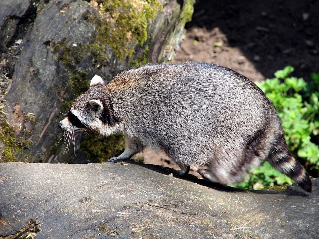 Close-up photo of raccoon used for garden pest identification