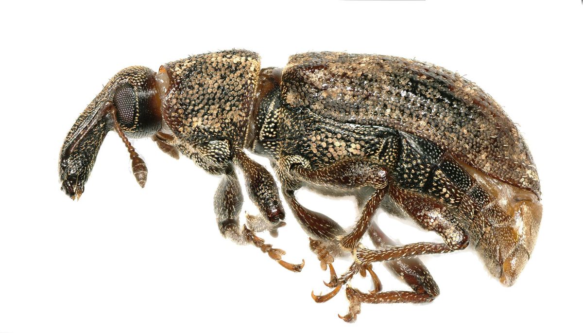 Photograph of carrot weevil: garden pest identification