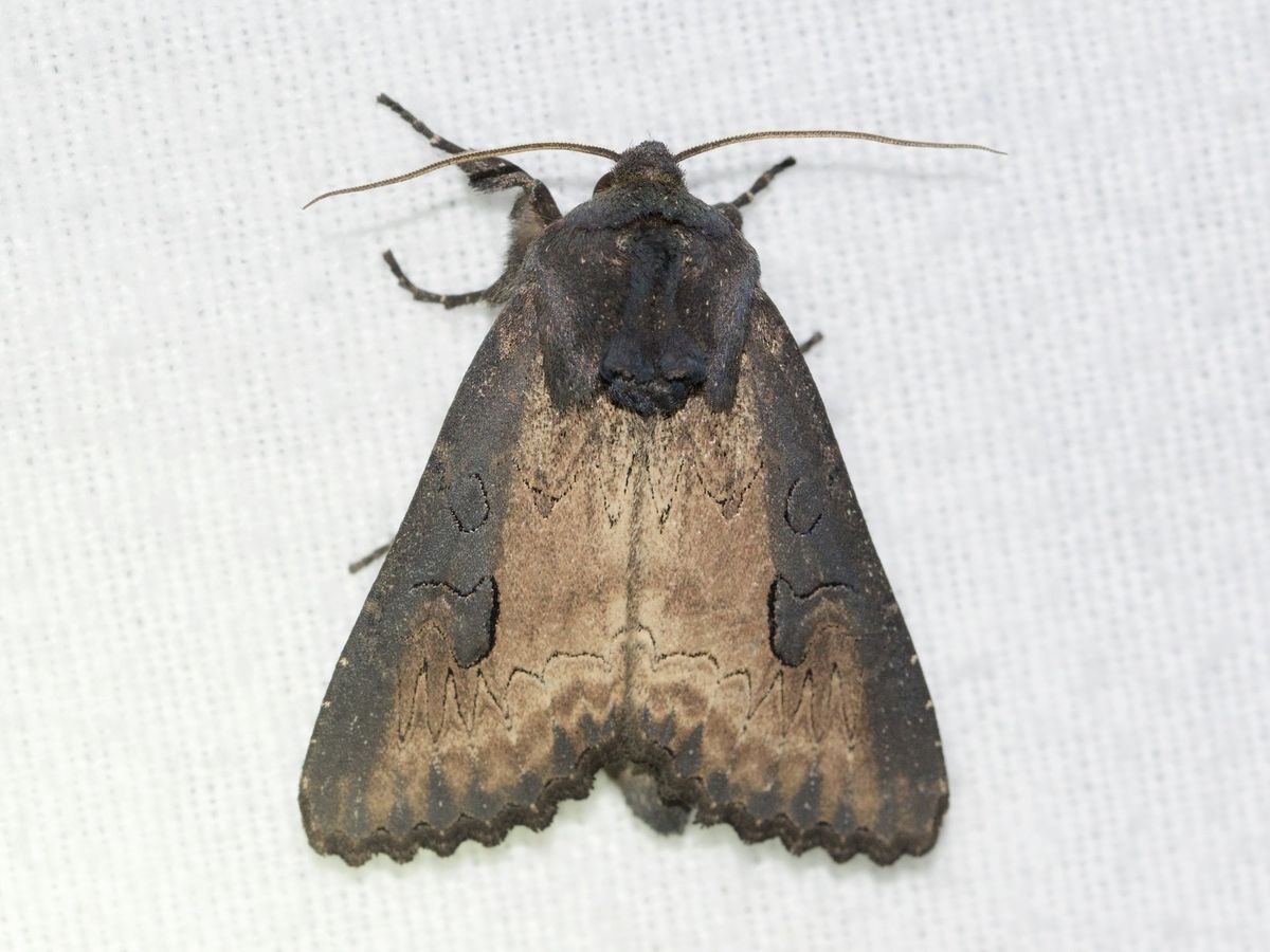 Close-up photo of iris borer used for garden pest identification