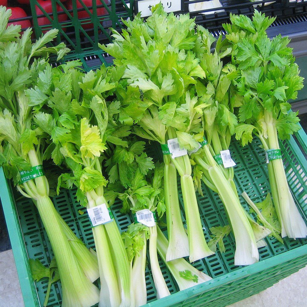 Celery plant: Apiaceae crop profile photo