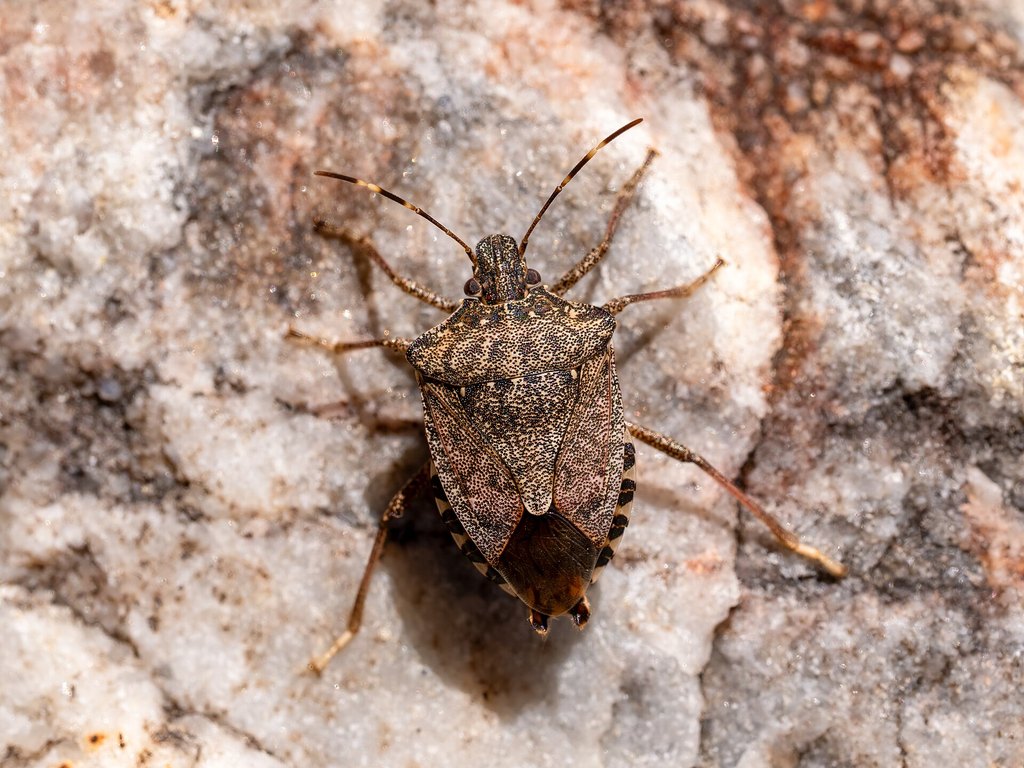 Close-up photo of stink bug used for garden pest identification