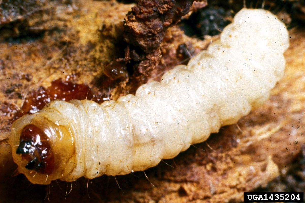 Close-up photo of peachtree borer used for garden pest identification