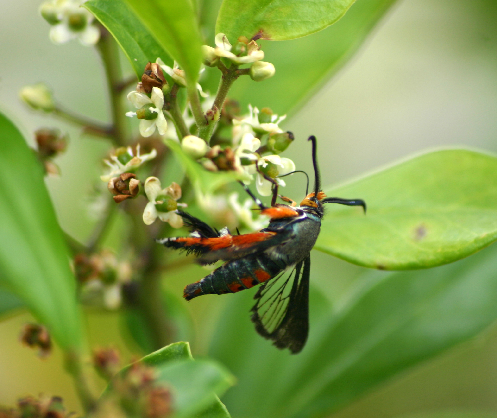 Photograph of squash vine borer — garden pest identification