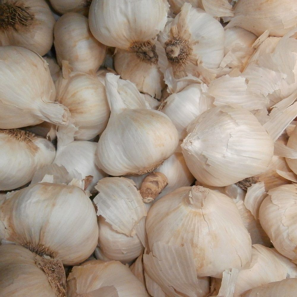 Garlic plant: Amaryllidaceae crop profile photo