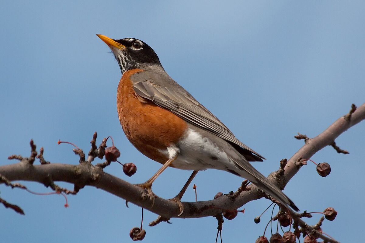 Close-up photo of american robin used for garden pest identification