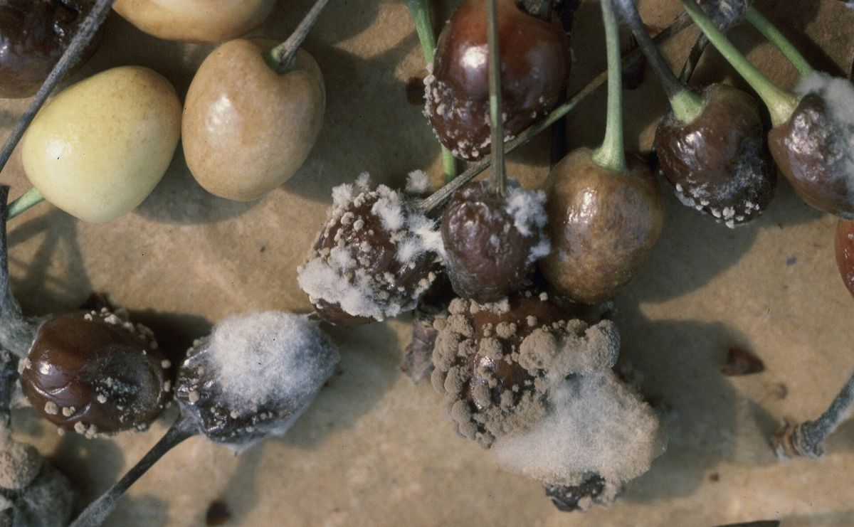 Photograph of brown rot symptoms used for plant disease identification