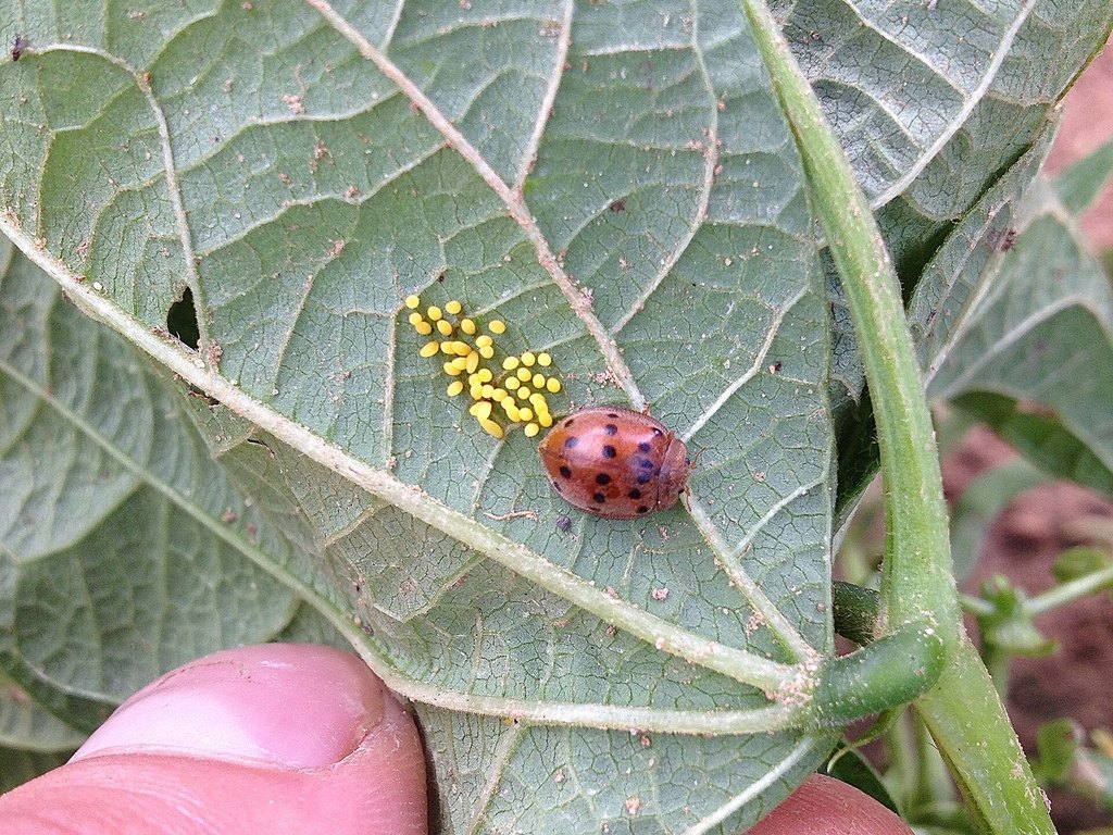 Close-up photo of mexican bean beetle used for garden pest identification