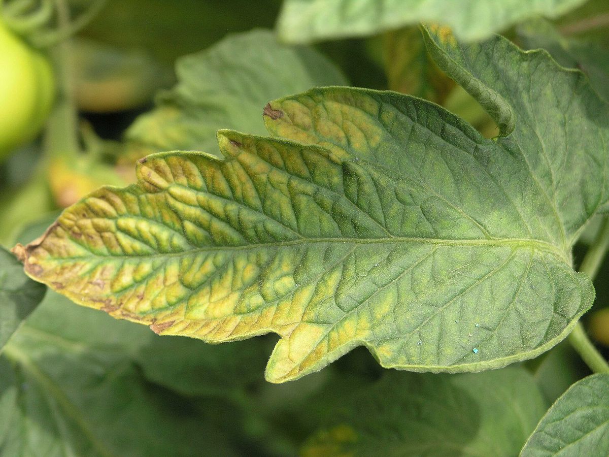 Photograph of potassium deficiency symptoms used for plant disease identification