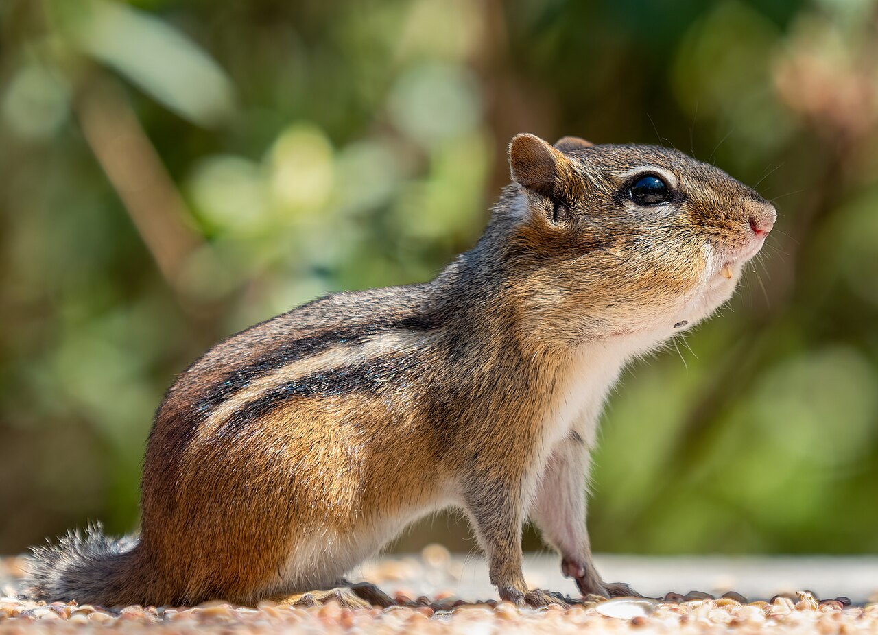 Photograph of chipmunk — garden pest identification