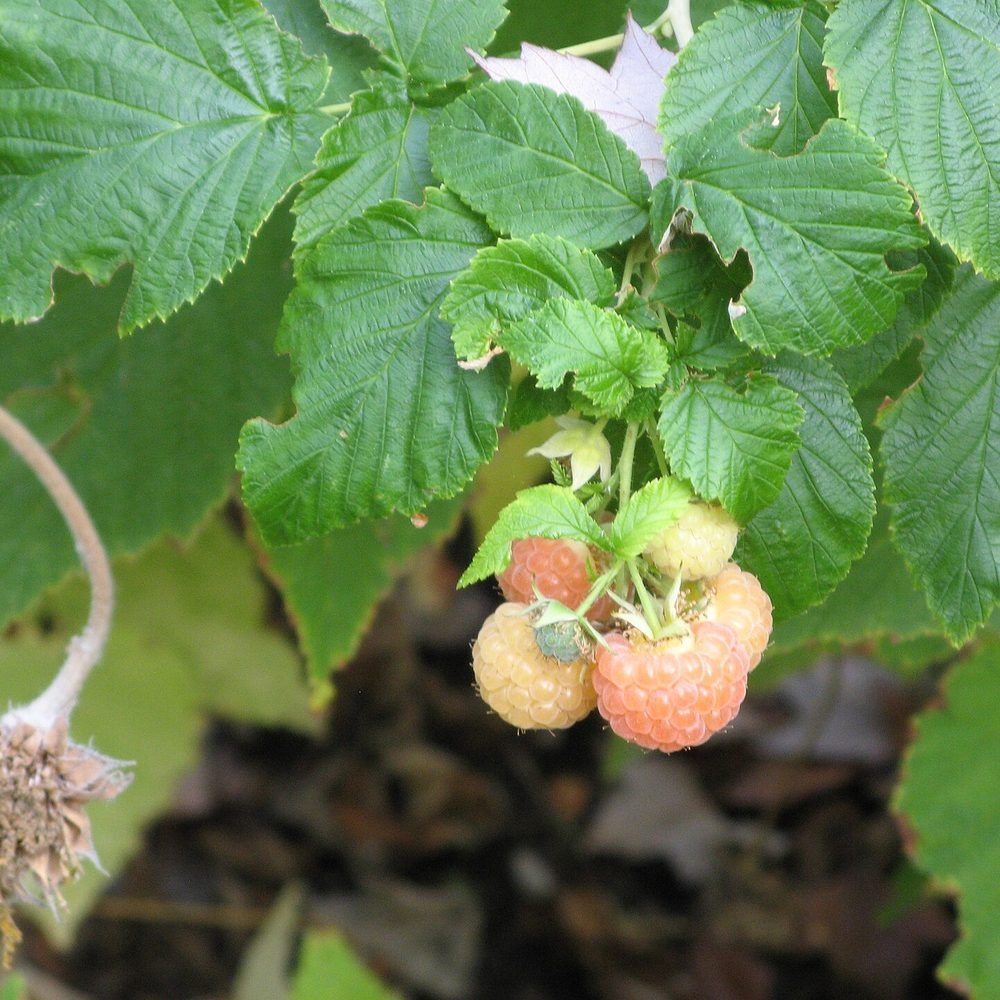 Raspberry plant: Rosaceae crop profile photo