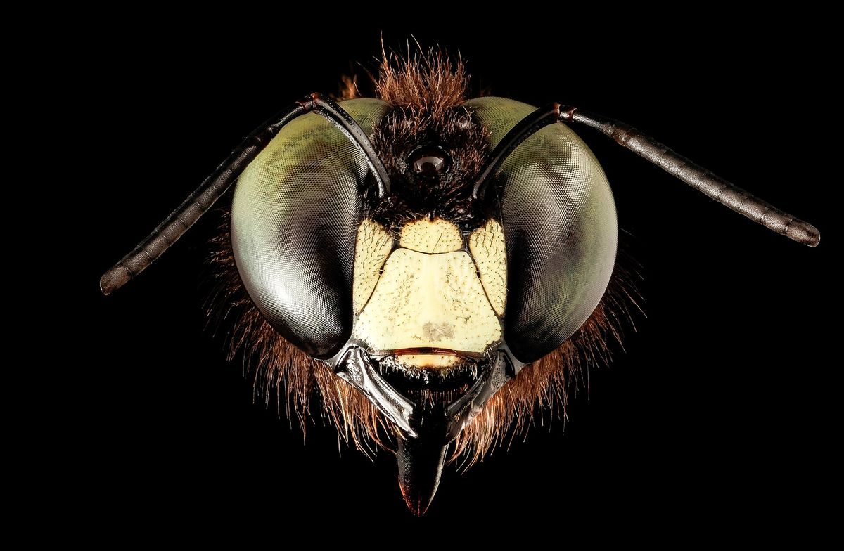 Close-up photo of carpenter bee used for garden pest identification