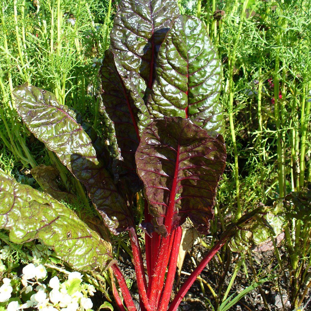 Swiss Chard plant: Amaranthaceae crop profile photo