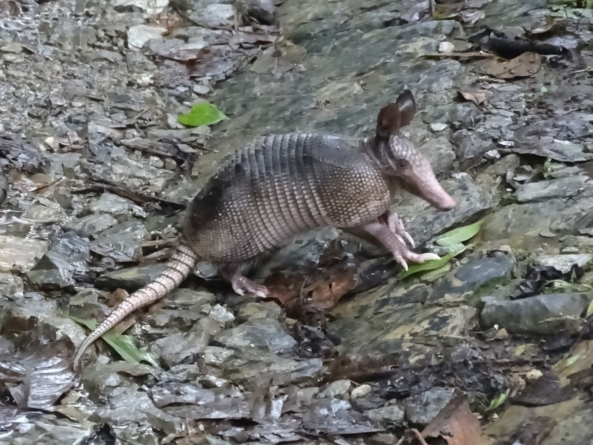 Close-up photo of nine-banded armadillo used for garden pest identification