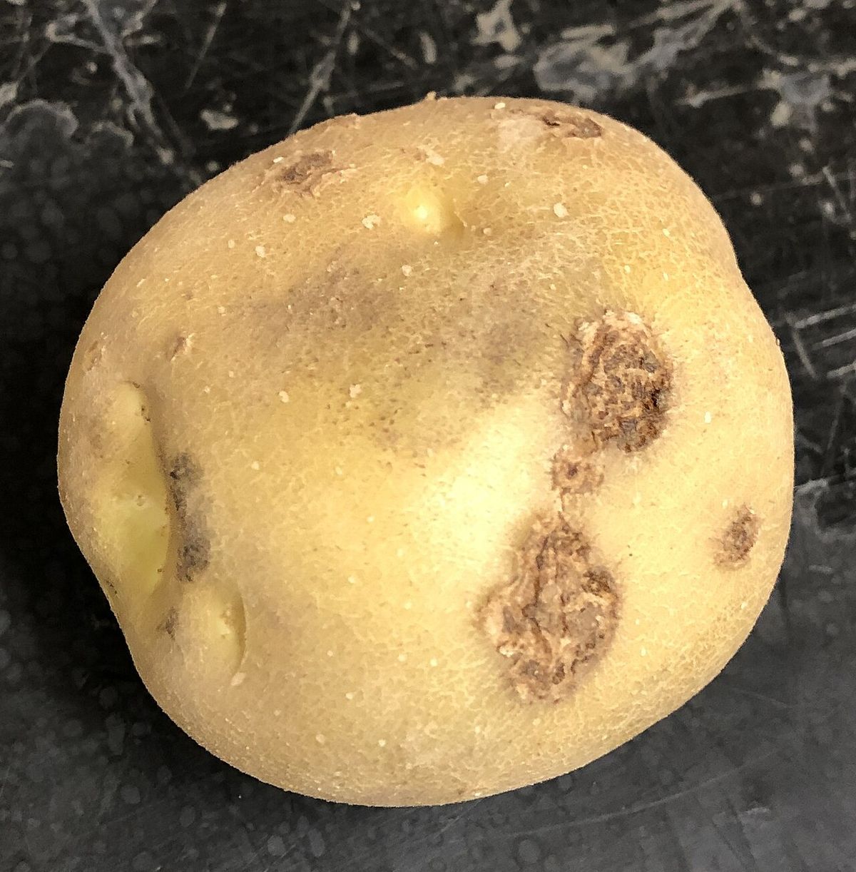 Photograph of potato scab symptoms used for plant disease identification