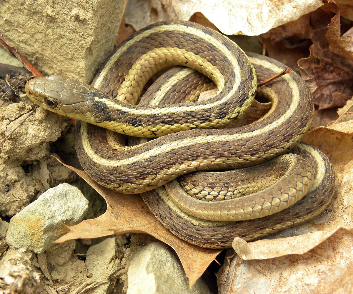 Close-up photo of garter snake used for garden pest identification