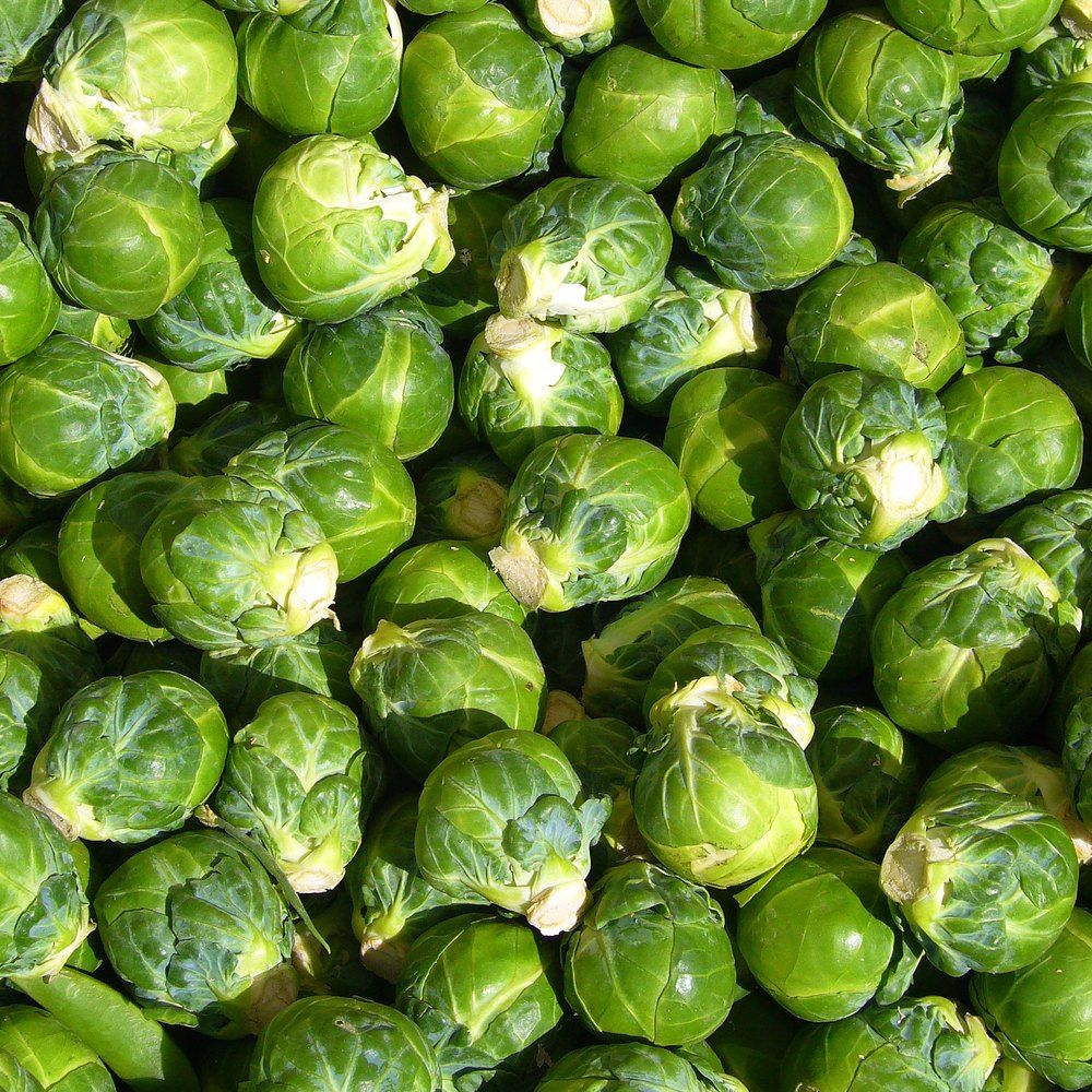 Brussels Sprouts plant: Brassicaceae crop profile photo