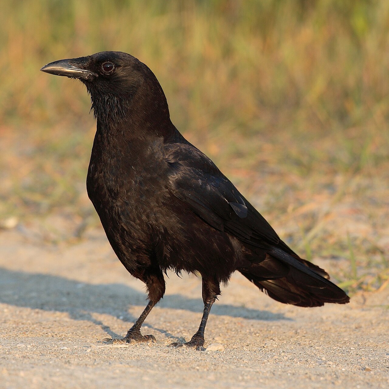 Photograph of crow & other birds — garden pest identification