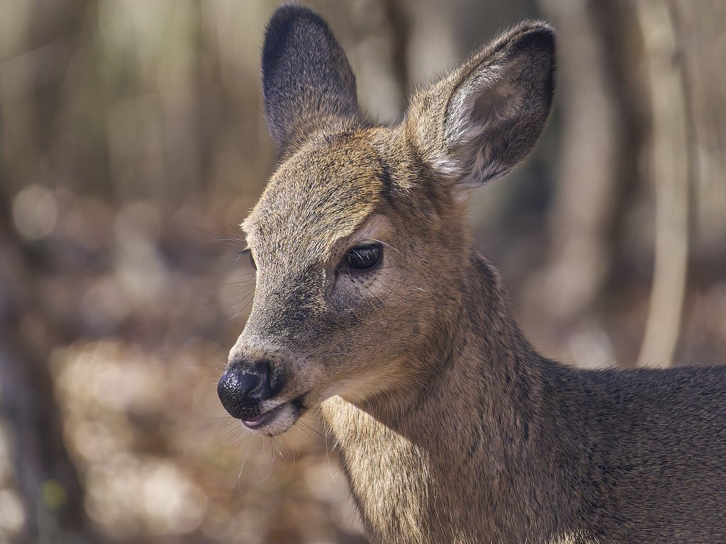 Close-up photo of white-tailed deer used for garden pest identification